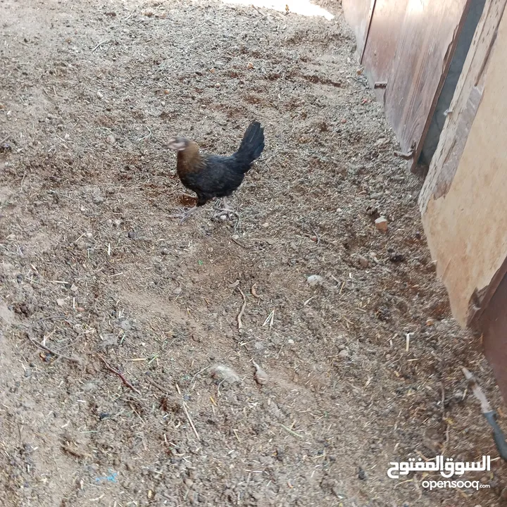 فراخ للبيع السلط