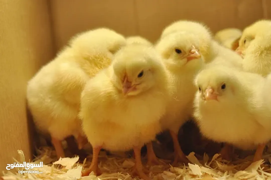 Broiler hatching and layers   chicks  and eggs  Ross 308   and Cobb 500