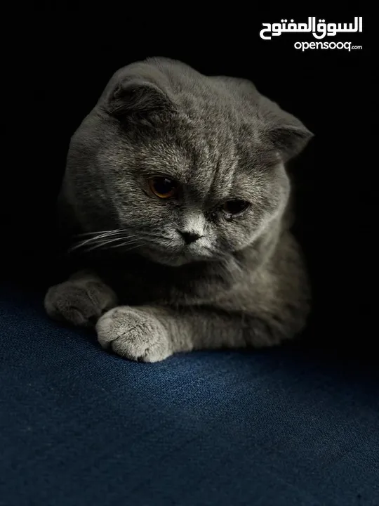 British short hair and Scottish Triple fold