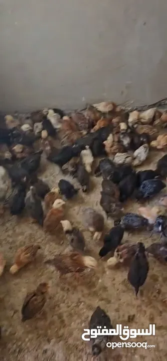 صوص بلدي صحة ونظافة اللوان جميلة  عدد 230 للبيع موجودين في جبل الحديد سعر الحبة يختلف عن سعر الكوم