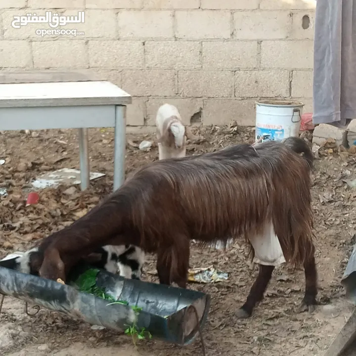 عنز جمع وراها توم عمر شهر  ذكر الله عليهن