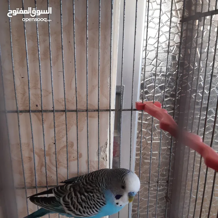 طيور حب للبيع سعر الجوز 15دينار مع قفص والمعالفه وبياضاه . طيور حب انجليزي