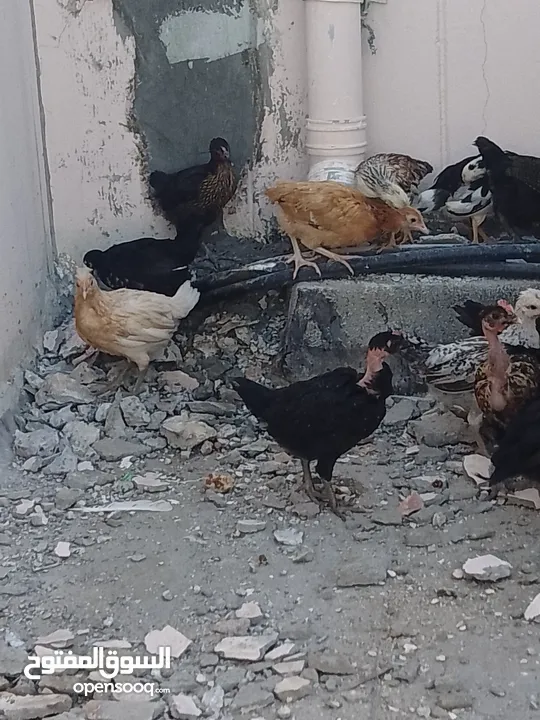 for sale Bahraini chicks
