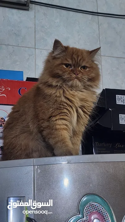قطط للبيع في بغداد