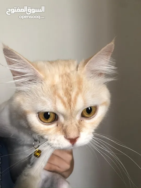 بس للتبني موجود بنابلس