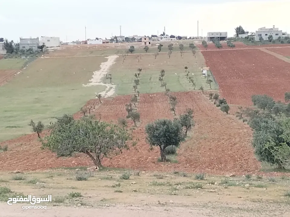 6800م للبيع واصل جميع الخدمات مزروع زيتون فيها بئر جمت ماء  كامل القطعه من المالك