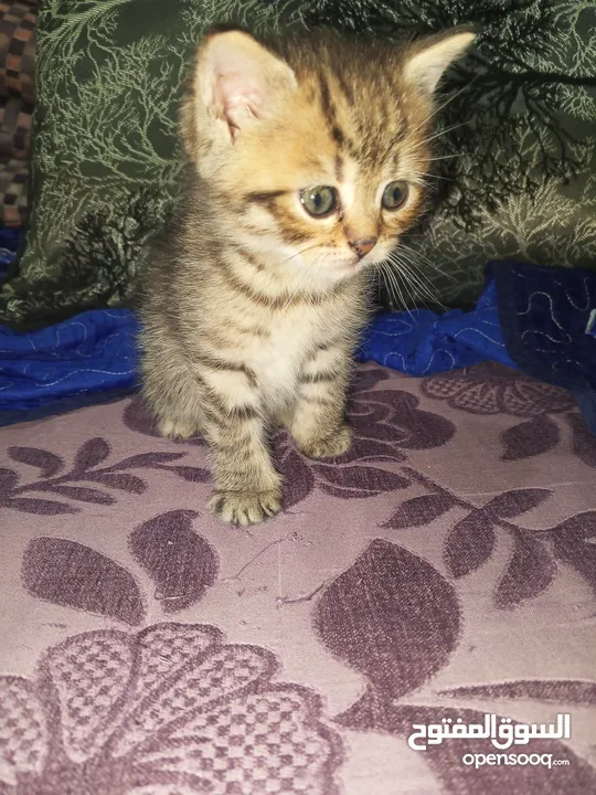 القطط الصغيره عمرهااا 2 شهرين ..القطط الكبيره عمرها 8شهور .. القط الاحمر سنه و3شهور