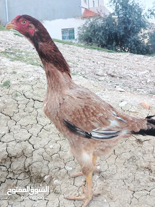 متاح بيض باكستاني خط اول..