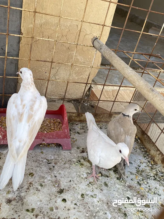 2 جوزين حمام كريم (يمام) للبيع جوز شغالات تحتهم بيض