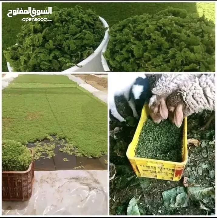 تنسيق حدايق وبيع معشب