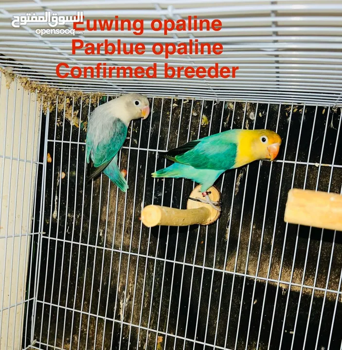 love birds and fischers opaline breeding pair