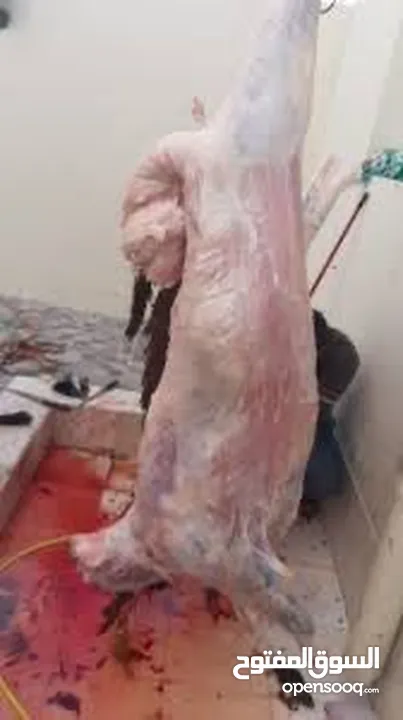 بسم الله جذار ذبح جميع الأضاحي خرفان عبور جدي نعاج تيوس