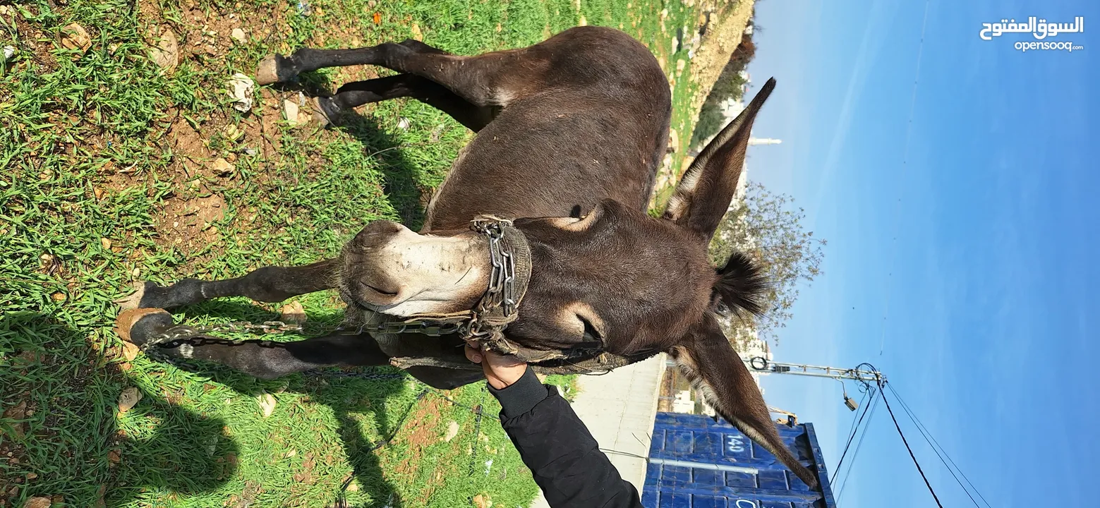 حمار للبيع موجود بالخليل _حلحول