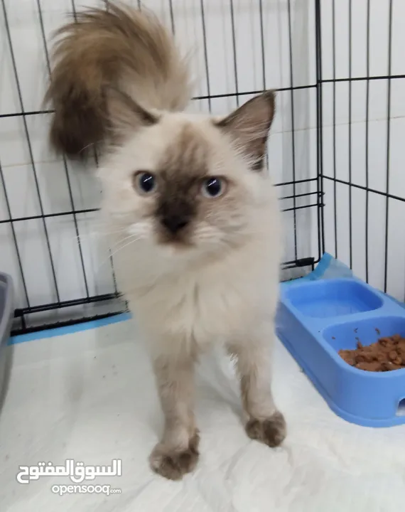 Himalayan for adoption