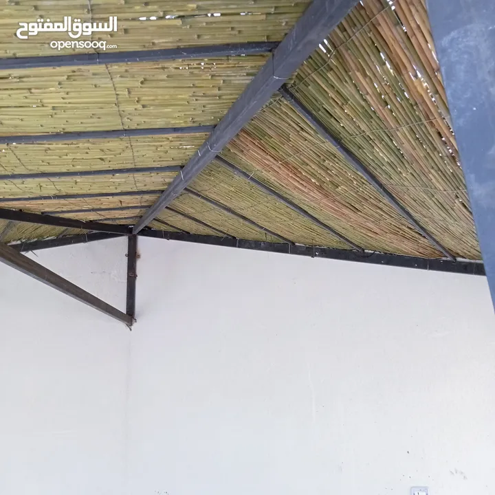 قصيب أخضر واصفر لتزيين الحدائق والمنتزهات والجلسات الخارجيه