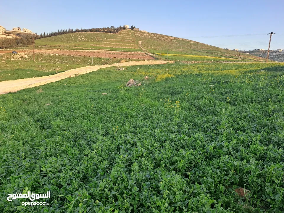 أرض للبيع في منطقة  السرو حوض ابو الهركاب