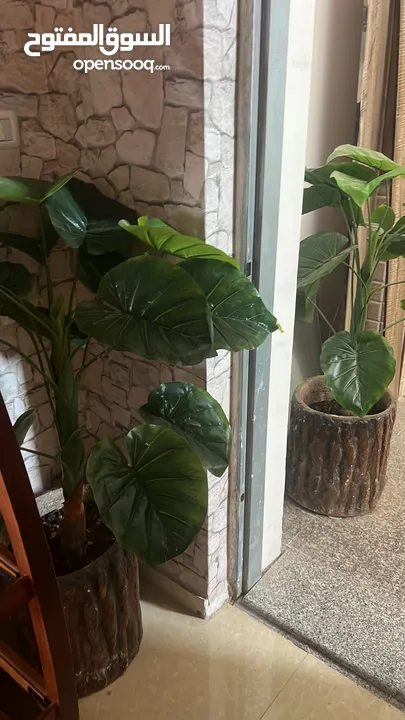 شقه مفروشه للايجار الشهري طلاب او طالبات الشمال او الاجانب