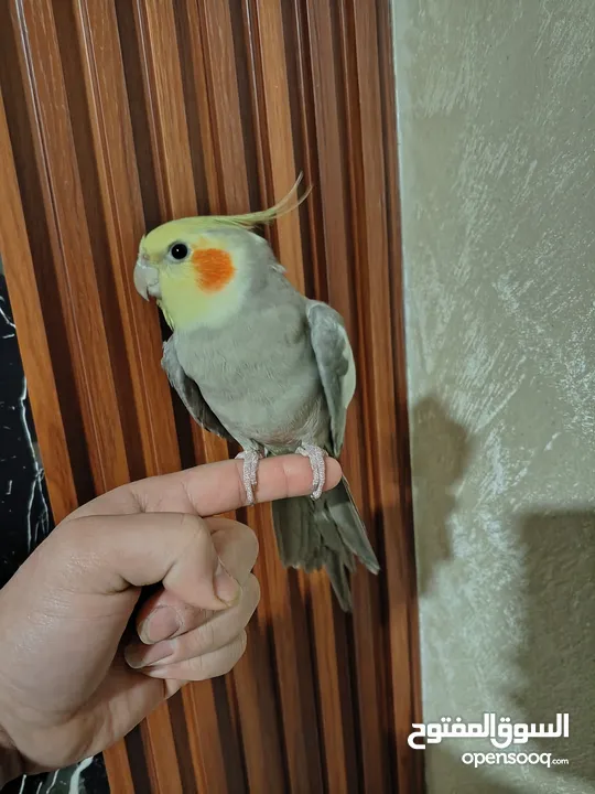 جوز كوكتيل منتج للبيع بسعر مغري