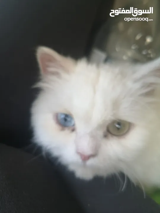 Mix Turkish Angora with Persian 8 months old