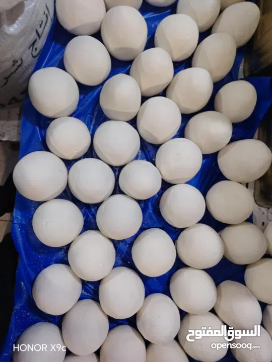 لبن غنم طازج ونظيف شغل ألف ألف