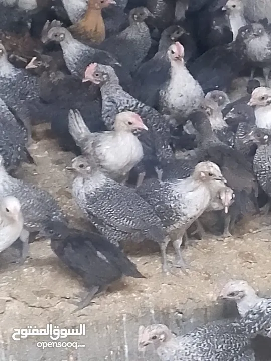 فرخات دجاج عمر شهر ونص