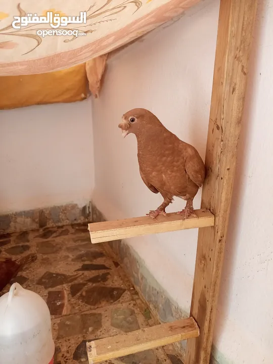 حمام كش خمس حبات