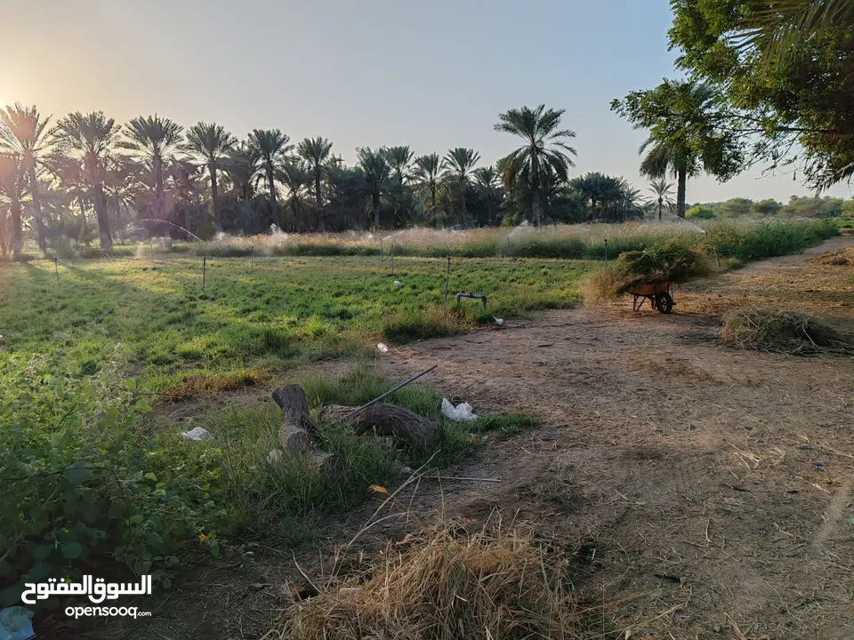 أرض زراعيه في ولايه الخابوره منطقة قصبيه البوسعيد