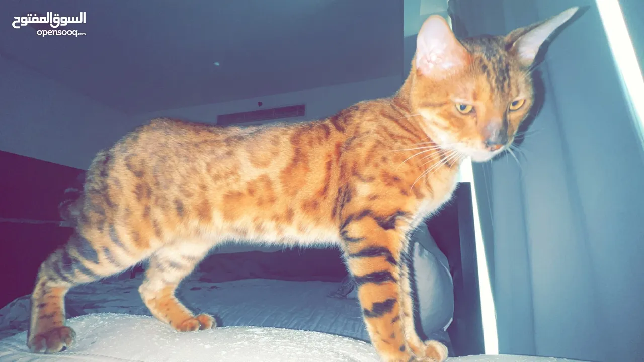 Pure bengal male