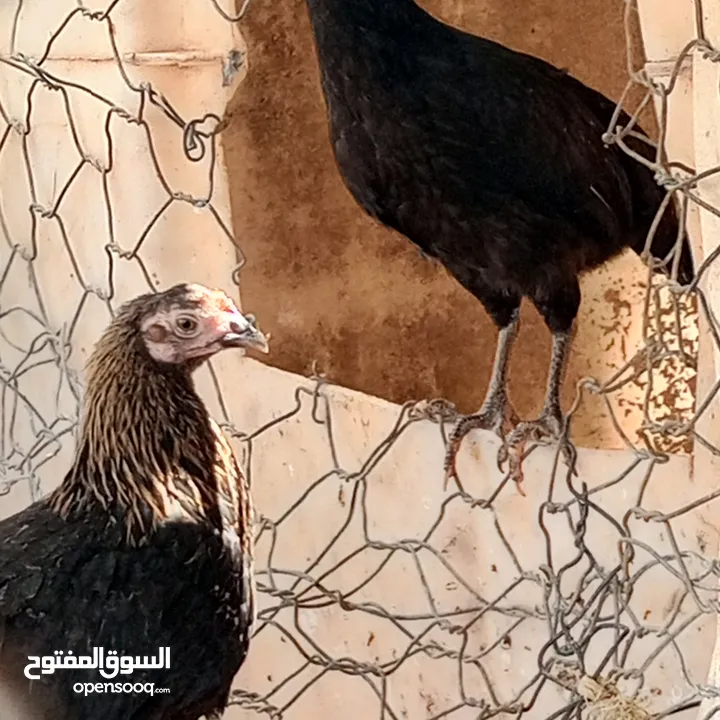 فراخ للبيع السلط