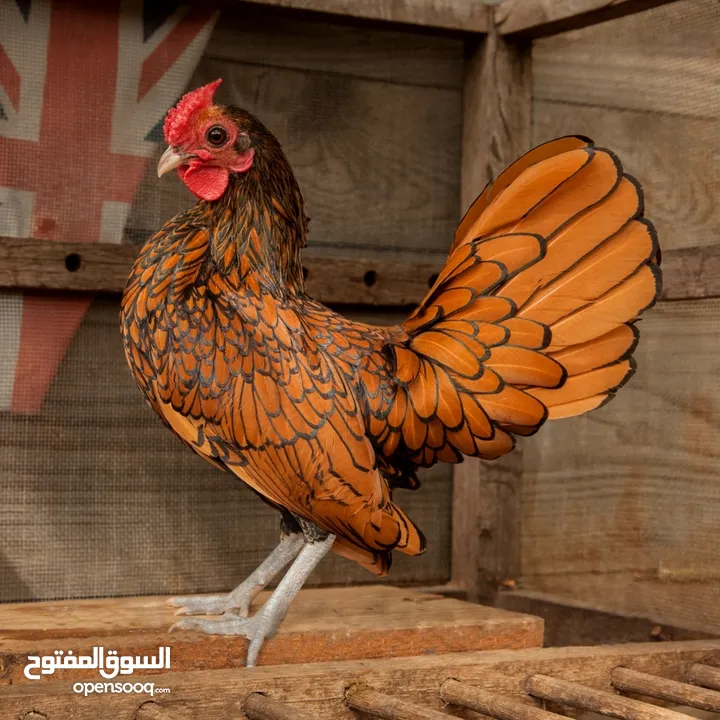مطلوب أطقم سبرايت جميع الالوان