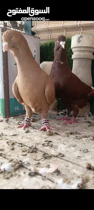 جواز وفردات كل اشي الو سعرو الاسعار بالوصف