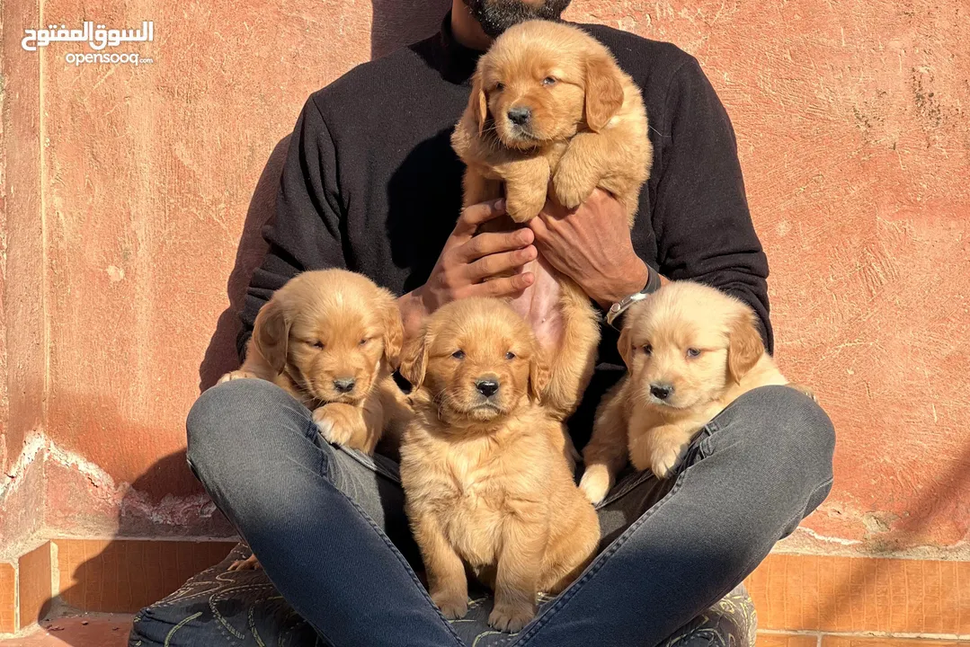 golden retriever puppies  جراوي جولدن