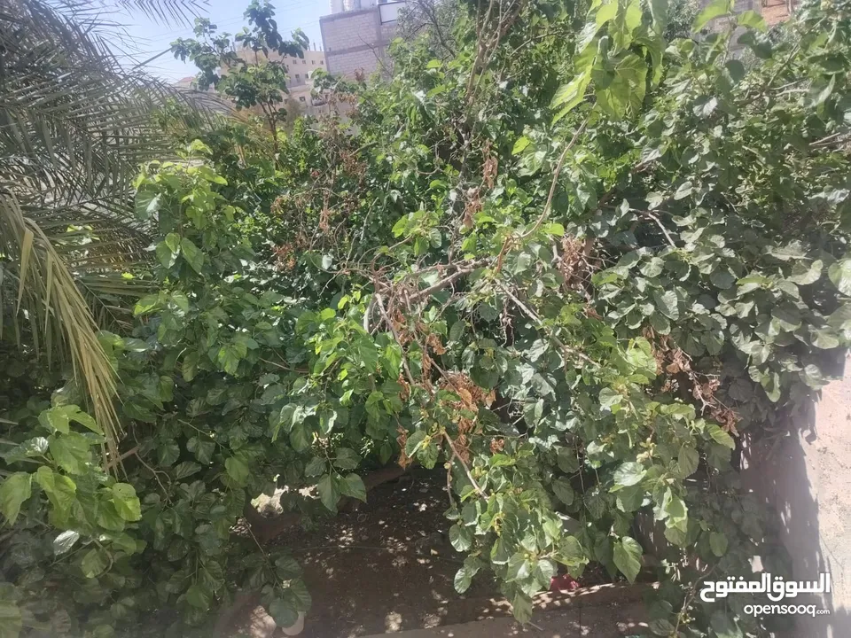 بيت مستقل للبيع