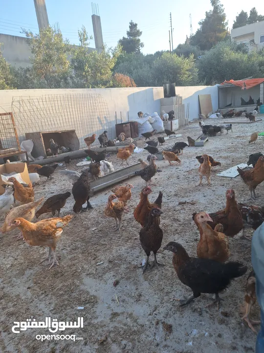 فراخ بلدي وبندوق براهما عمر شهرين ونص عددهم 150 تقريبا نسبه الفرخات تفوق 90%