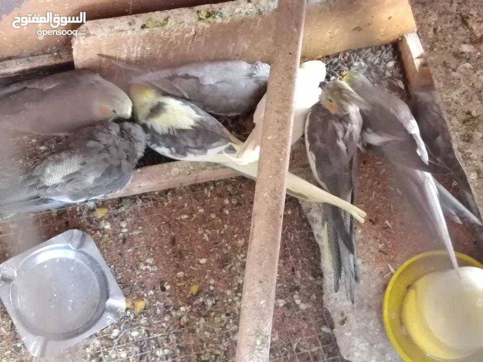 3جواز كوكتيل تحتهم بيض مع القفص مع مطير للبيع