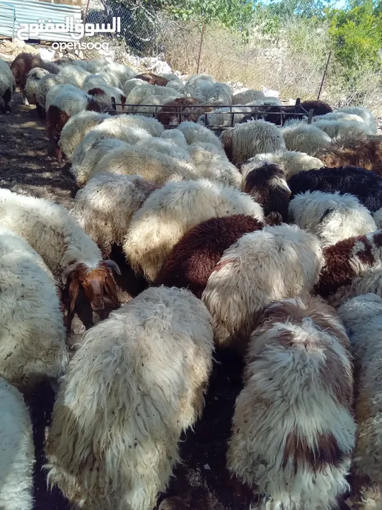 موجود اضاحي