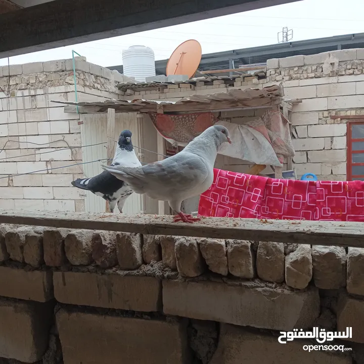 حمام كنگ للبيع