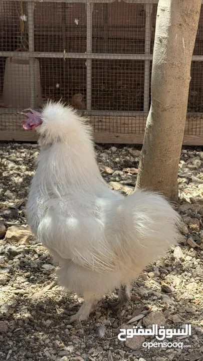 صيصان قطني وبراهمي للبيع