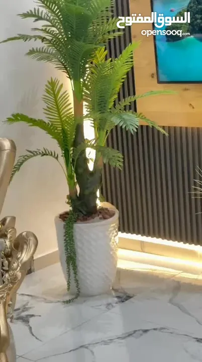 اطلب الان قبل نفاذ الكمية  شجرة النخيل السحرية بالحجم السوبر  جمال وأناقة تسرق الأنظار من أول نظرة