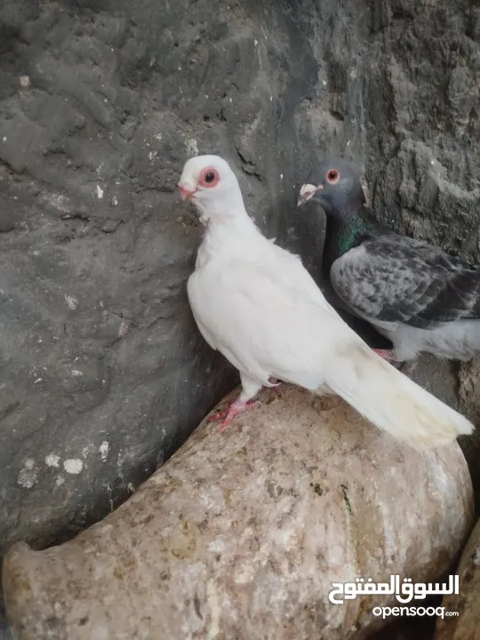 جواز للبيع