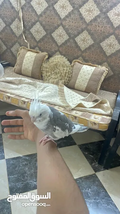 كروان على السوم