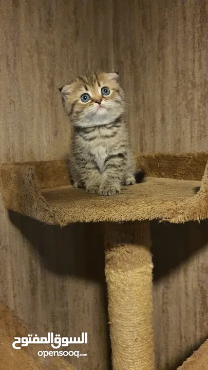 Scottish Fold & Scottish straight kittens