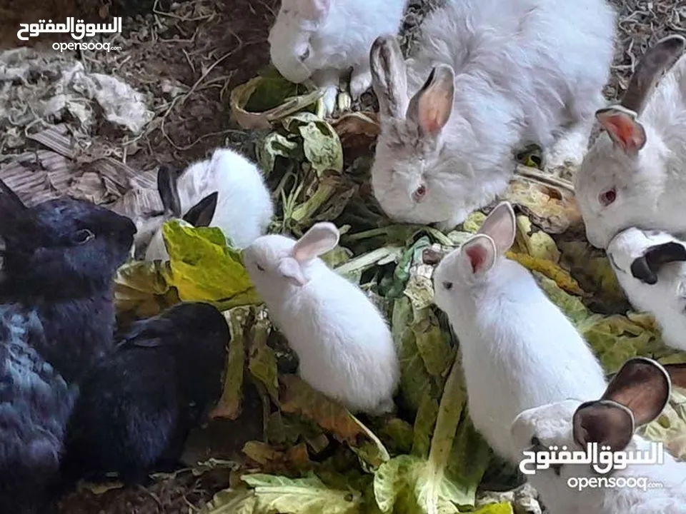 ارانب فرنسيه اعمار مختلفه عمرشهر 3دنانير