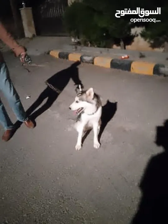 60 دينار اردني