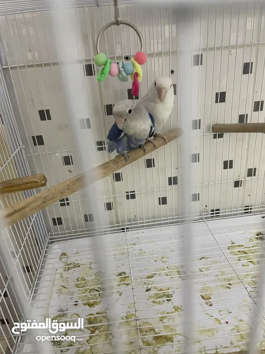 Pair of breeding lovebirds