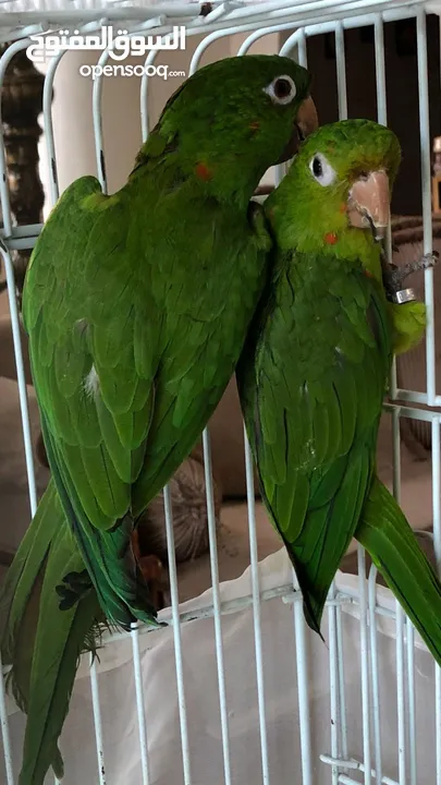 White Eyed Conure for sale