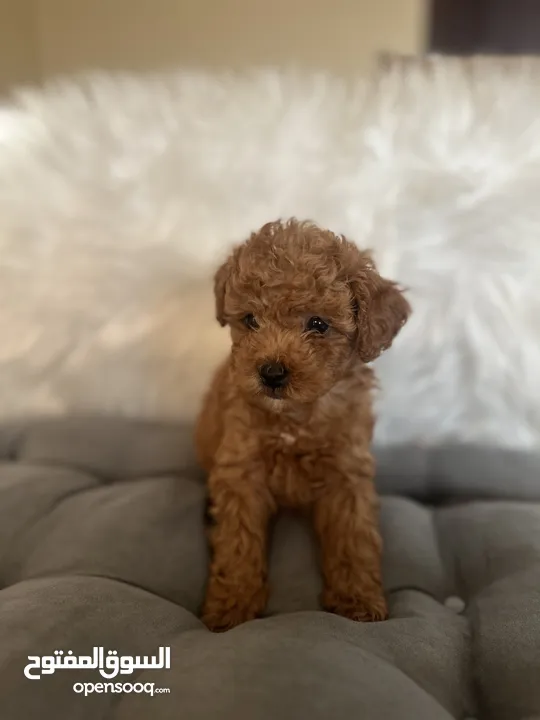 Toy poodle looking for new home