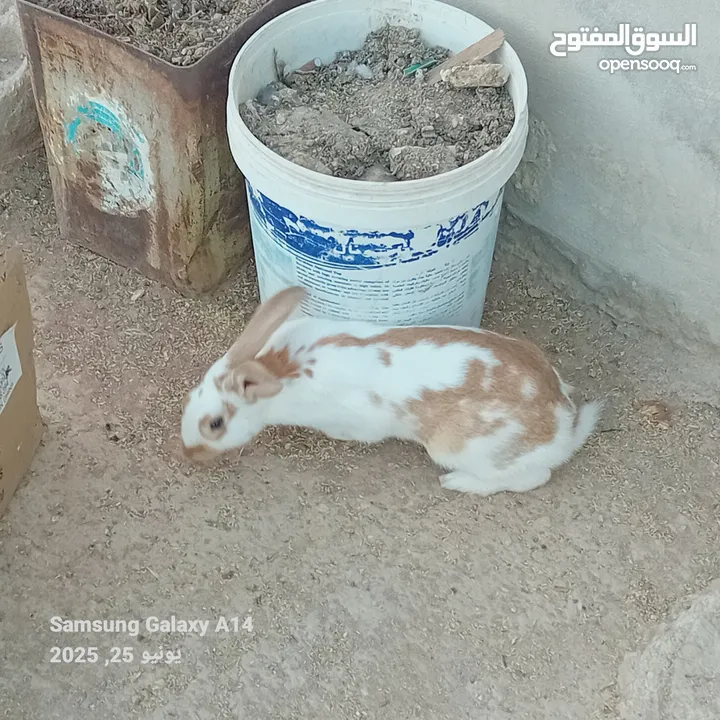 جوز ارانب هجين الماني