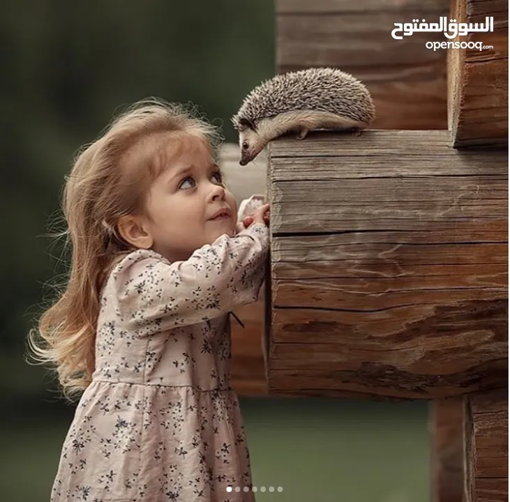 جوز قنفذ  وسلحفاه و قطه كتنز و بطه عدد 3 بطات  قنافذ اليفه و سلاحف بريه تربيه منزليه لقطه كوم هامستر