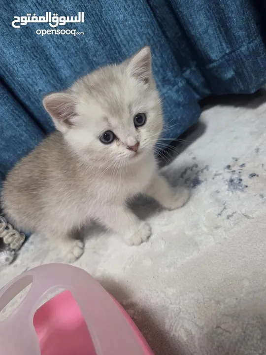 Zoti and Pure Chinchilla British
